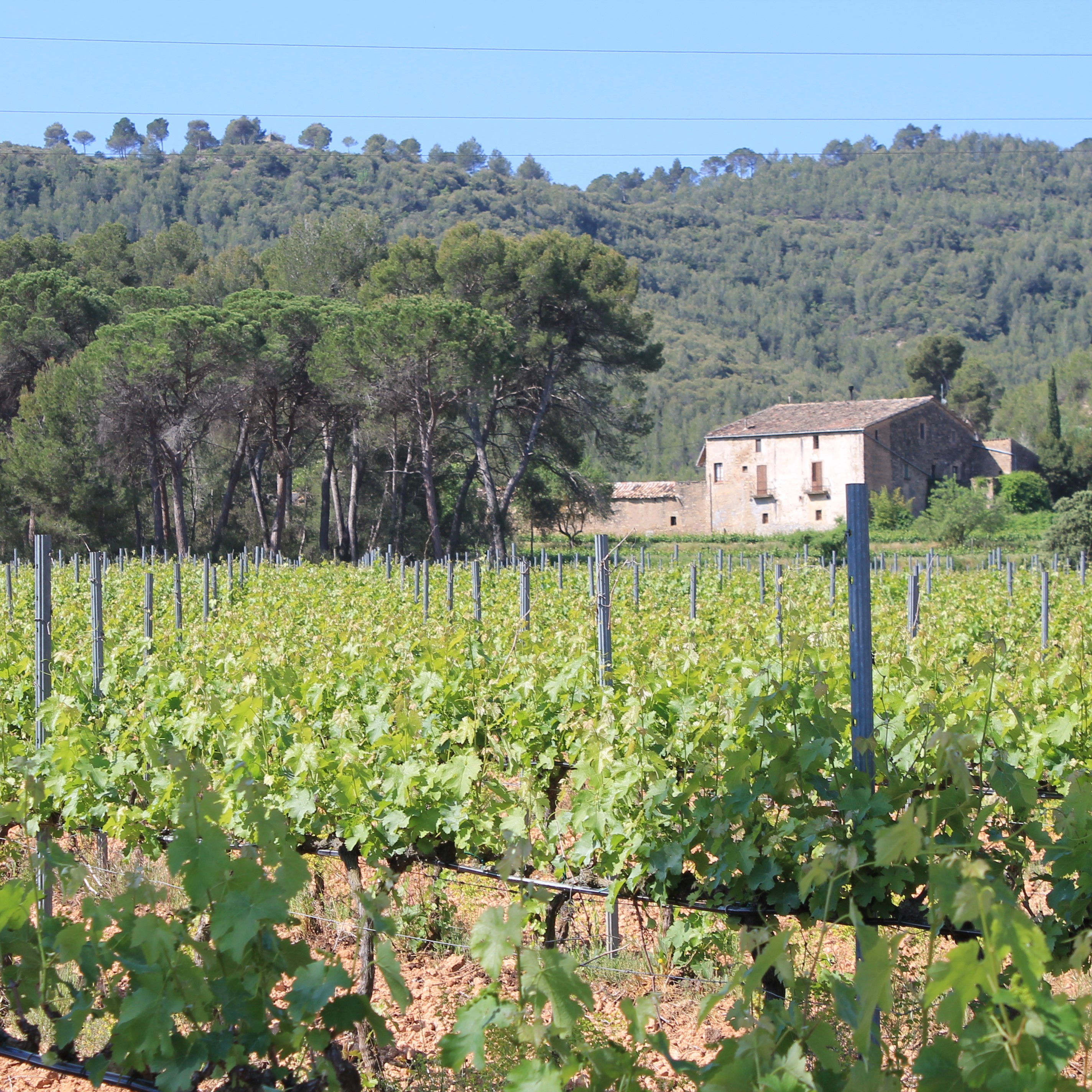 Vinyes de Castellgalí